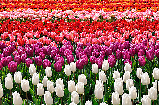 花坛,白色,粉色,红色,橙子,郁金香,郁金香属,库肯霍夫公园,荷兰,欧洲