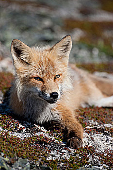 红狐,狐属,阳光,岩石,山,鹅,小湾,纽芬兰,加拿大