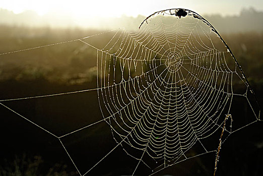 蜘蛛网,蜘蛛,逆光,荒野,湿地,石荷州,德国,欧洲