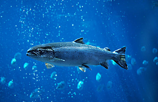 大西洋鲑鱼,大西洋鲑,魁北克,加拿大