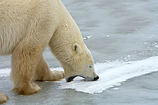 北极熊,公猪,咬,冰,站立,冰冻,湖,丘吉尔市,曼尼托巴,加拿大,冬天