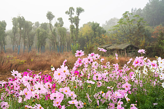 杏花村文化旅游区,花海