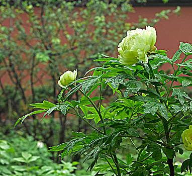 绿牡丹花