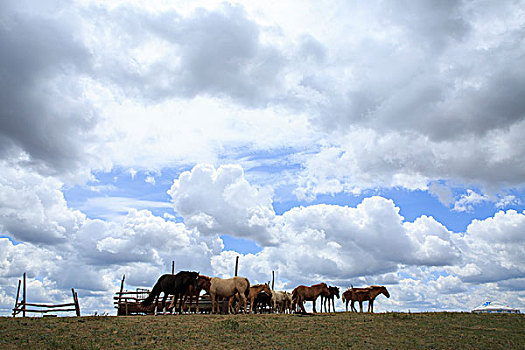 内蒙古牧场,牛群,马群