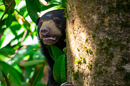 马来西亚保育类动物,觅食中的马来熊