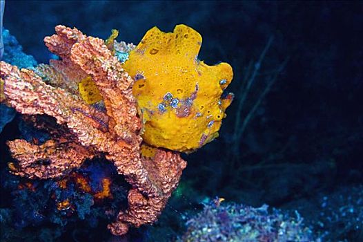 黄色,襞鱼,海绵,水下,北苏拉威西省,苏拉威西岛,印度尼西亚