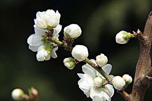 碧桃,千叶桃花,桃花