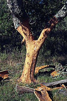 栓皮栎,西班牙栓皮栎,树皮,酒塞,商品,埃斯特雷马杜拉,西班牙