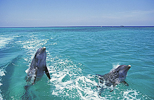 宽吻海豚,一对,跳跃,洪都拉斯