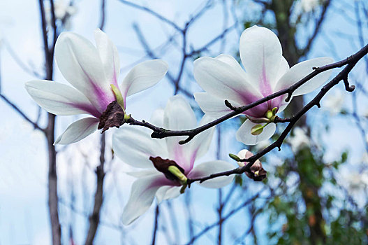 春天公园里盛开的白玉兰花