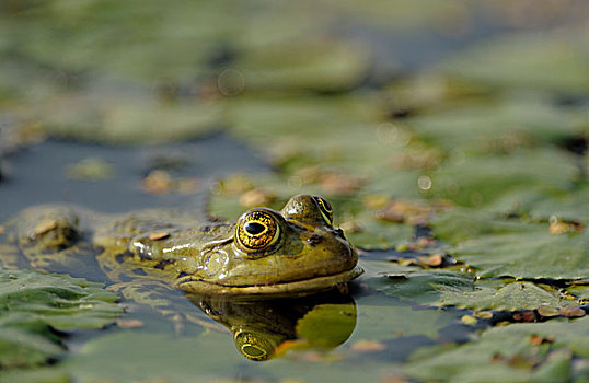 可食,青蛙,蛙属,多瑙河三角洲,罗马尼亚,欧洲