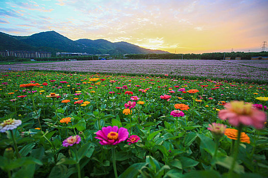 格桑花,波斯菊