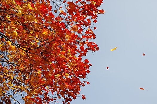 红叶,秋天,风