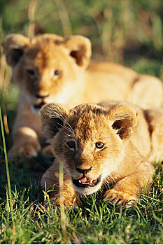 幼狮,马赛马拉国家保护区,肯尼亚,非洲