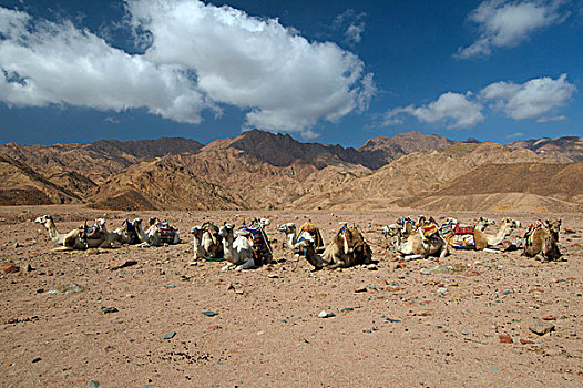 阿拉伯骆驼,单峰骆驼,沙漠,埃及,非洲