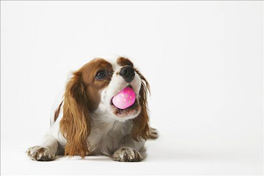查尔斯王犬,粉色,球,口鼻部