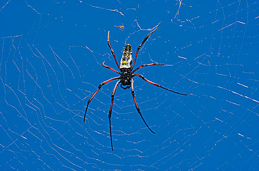 上郎蜘蛛,东方,马达加斯加