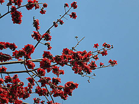 红色木棉花