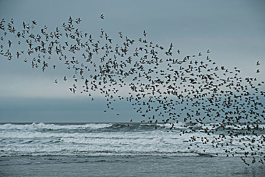 鸟群,俄勒冈海岸