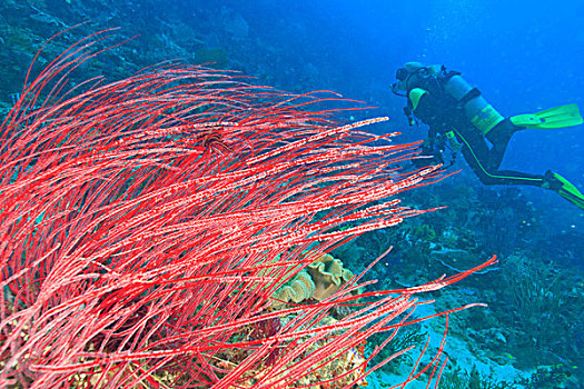 潜水,四王群岛,区域,巴布亚岛,伊里安查亚省