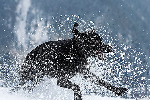 黑色拉布拉多犬,玩雪,雪,山,背景
