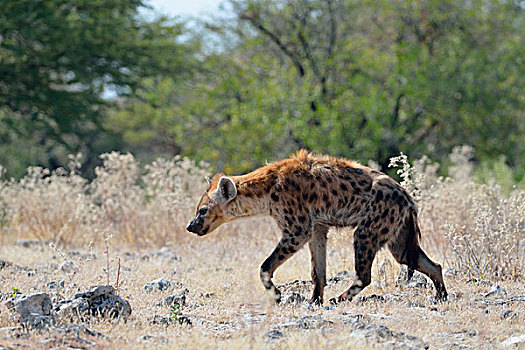 斑鬣狗,走,石头,地面,埃托沙国家公园,纳米比亚,非洲