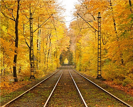 铁路,秋日树林