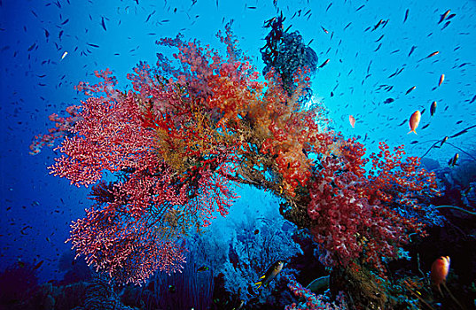 软珊瑚,海洋,死海,印度尼西亚