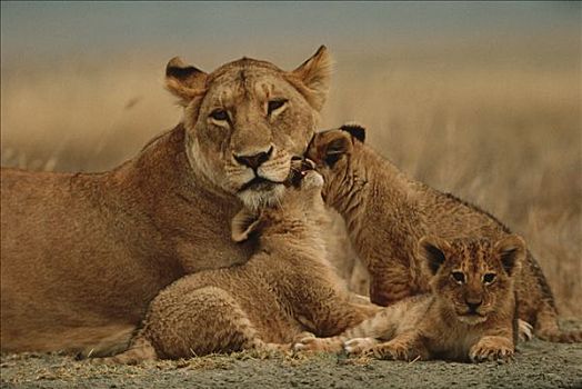 非洲狮,狮子,幼兽,依偎,母兽,塞伦盖蒂国家公园,坦桑尼亚