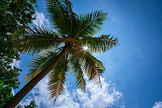 低角度查看,棕榈树的叶子,背光的太阳,马尔代夫