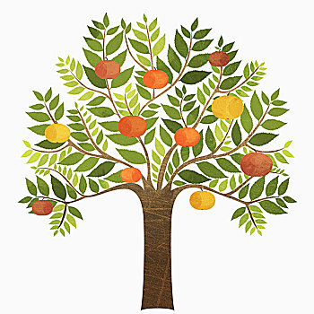 橘子,树上,上方,白色背景