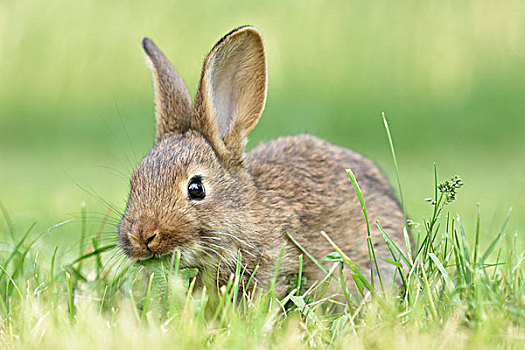 兔子,驯服,杂交品种,德国,巨大,进食,草地,萨克森,欧洲