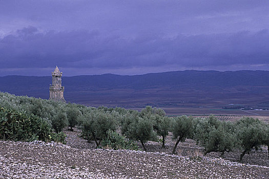 突尼斯,靠近,杜加遗址,橄榄树,墓地