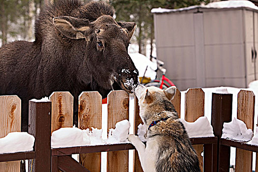 西伯利亚,哈士奇犬,驼鹿,幼兽,面对面,上方,栅栏,阿拉斯加,冬天