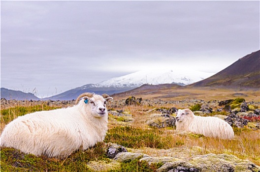 冰岛,绵羊