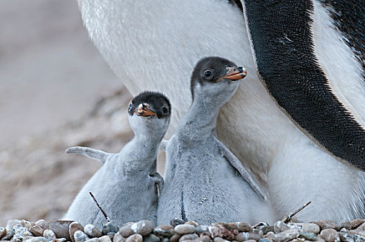 巴布亚企鹅,幼兽,幼禽,父母,岛屿,福克兰群岛