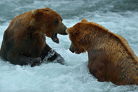 大灰熊,棕熊,争斗,溪流,秋天,卡特麦国家公园,保存,阿拉斯加,美国,北美