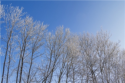 白色,冬日奇景,蓝天,排,树