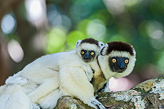 维氏冕狐猴,幼兽,背影,马达加斯加,非洲