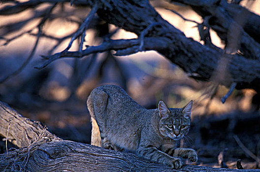 南非,卡拉哈迪大羚羊国家公园,野生猫科动物,干燥,河床,卡拉哈里沙漠