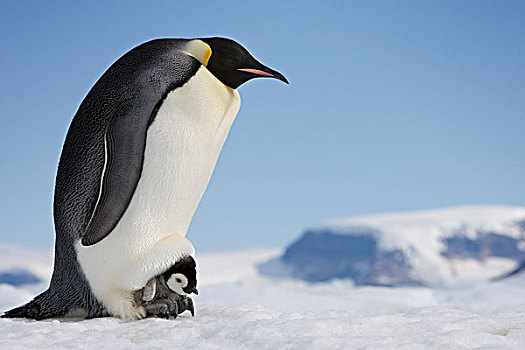 帝企鹅,幼禽,向上,脚,雪丘岛,南极