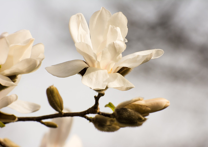 白色木兰花的花语图片