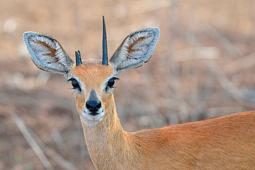 小岩羚,成年,雄性,破损,犄角,头像,克鲁格国家公园,南非,非洲