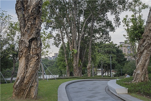 夏天羊城广州天河公园古树与广场