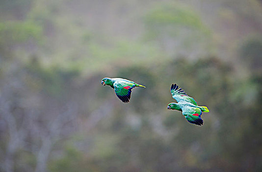 鹦鹉,飞,高处,树荫,亚马逊雨林,秘鲁,南美