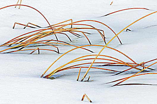 香蒲,冬天,瓦特顿湖国家公园,艾伯塔省,加拿大