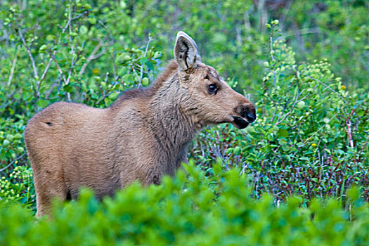 驼鹿,幼兽,许多,冰河,山谷,冰川国家公园,蒙大拿