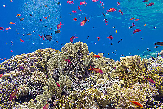 珊瑚礁,珊瑚,鱼,热带,海洋,水下