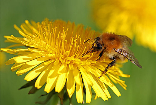 大黄蜂,熊蜂,进食,蒲公英,花,特写,风景
