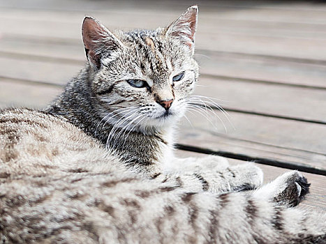 虎斑猫,躺着,木头,看,软,彩色